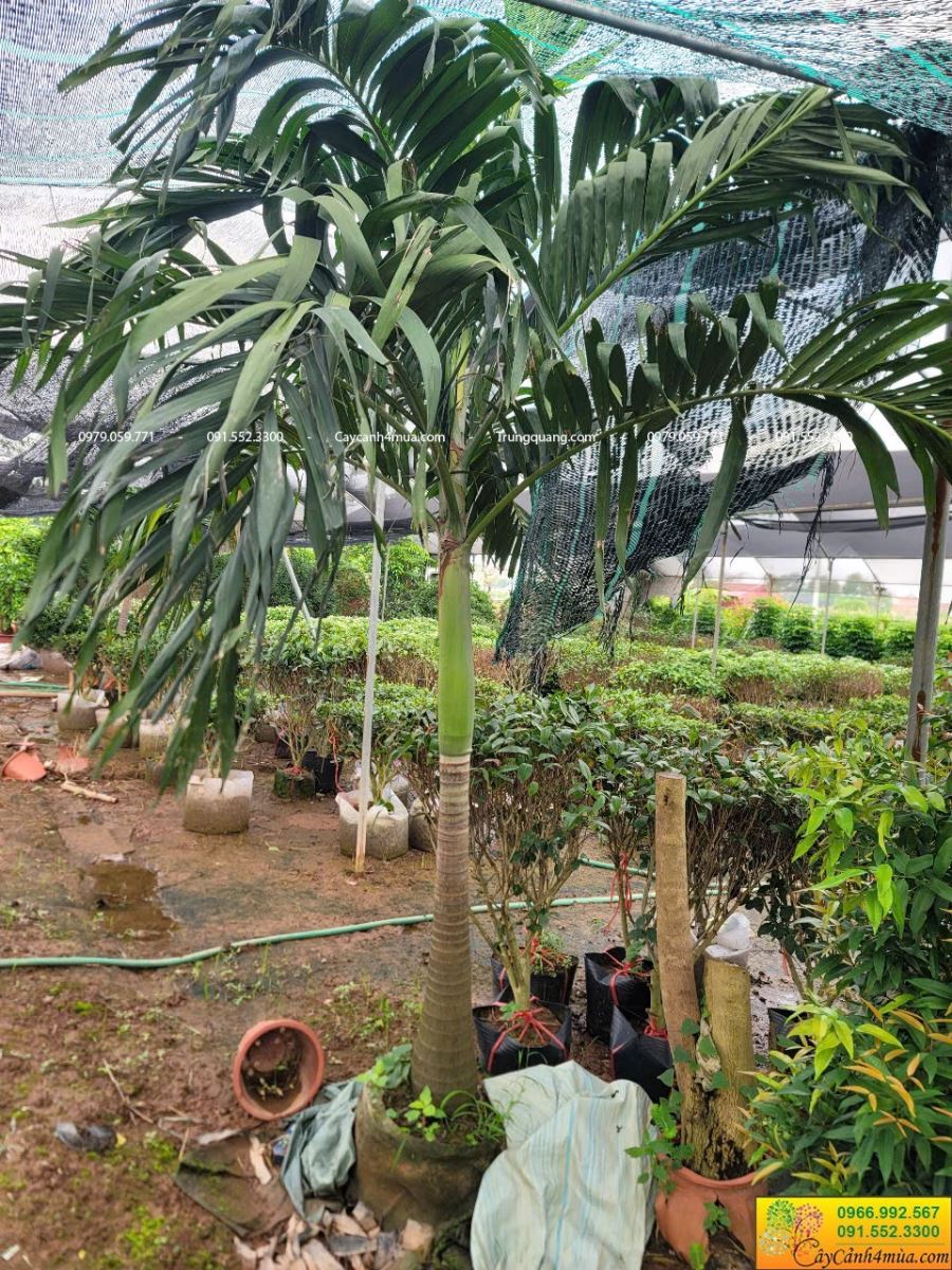 cau quả đỏ trồng bầu cao 2m
